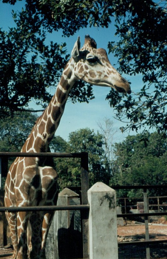 Eine neugierige Giraffe im Zoo von Colombo / Sri Lanka im Frhjahr 1981