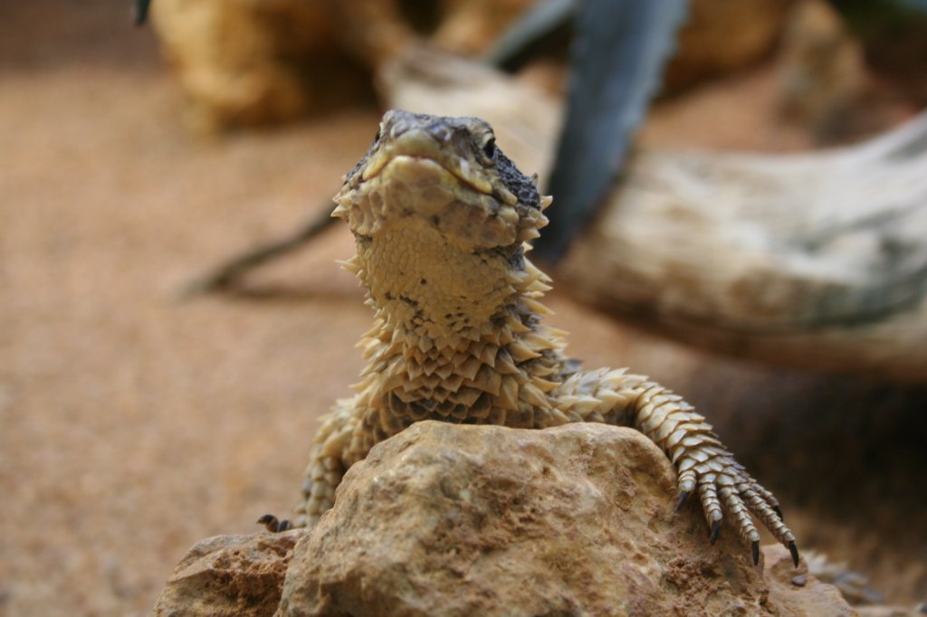 Eine neugierige Streifenkpfige Bartagame (Pogona vittata).Stuttgart 30.3.2008. 
