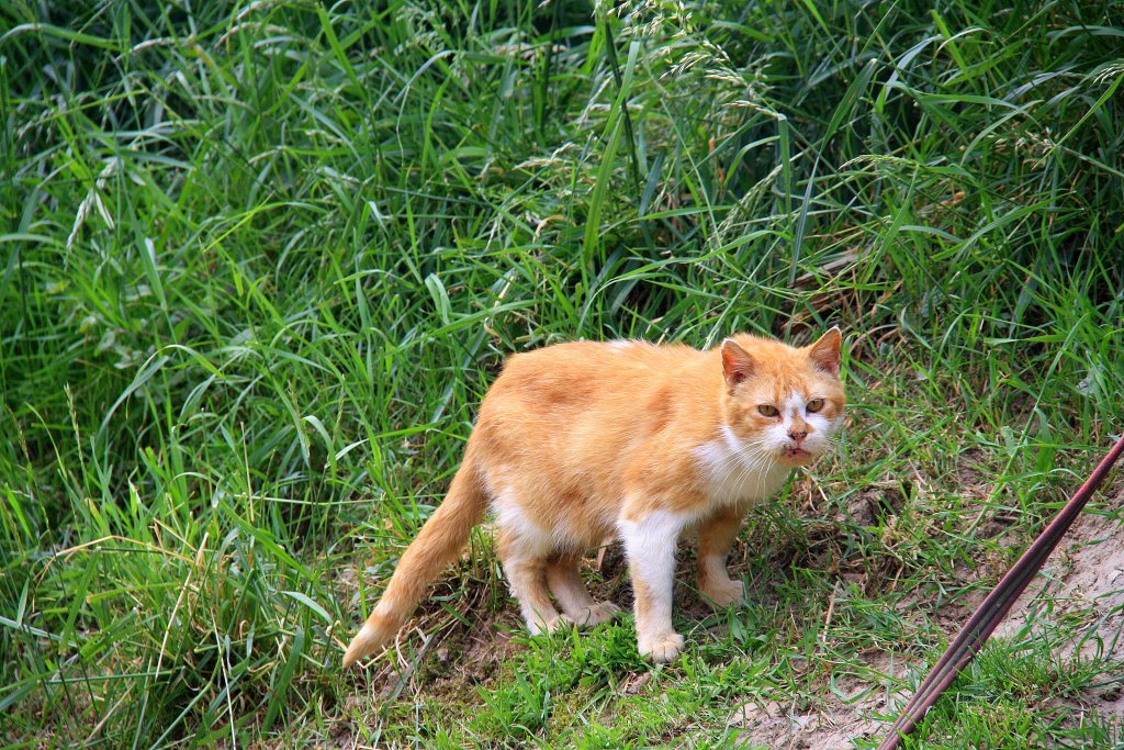 Eine Orange Katze sitzt am Wegsrand in Aachen bei Reinartzkehl am 29.5.2012.