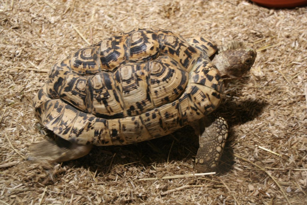 Eine Pantherschildkrte (Geochelone pardalis) auf dem Weg zum Salatkopf am 7.12.2009 im Zoo Dresden.
