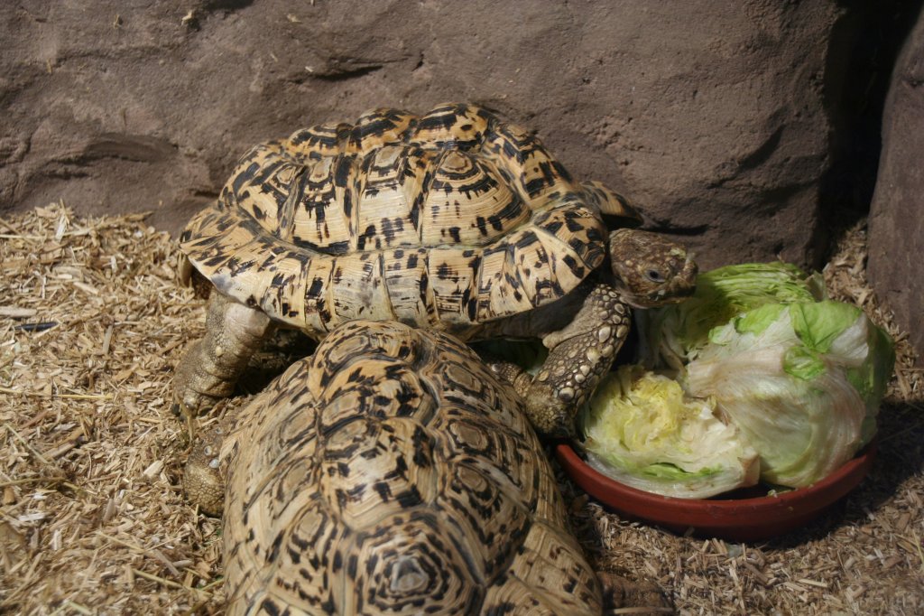 Eine Pantherschildkrte (Geochelone pardalis) macht sich ber einen Salatkopf her. 7.12.2009 im Zoo Dresden. 
