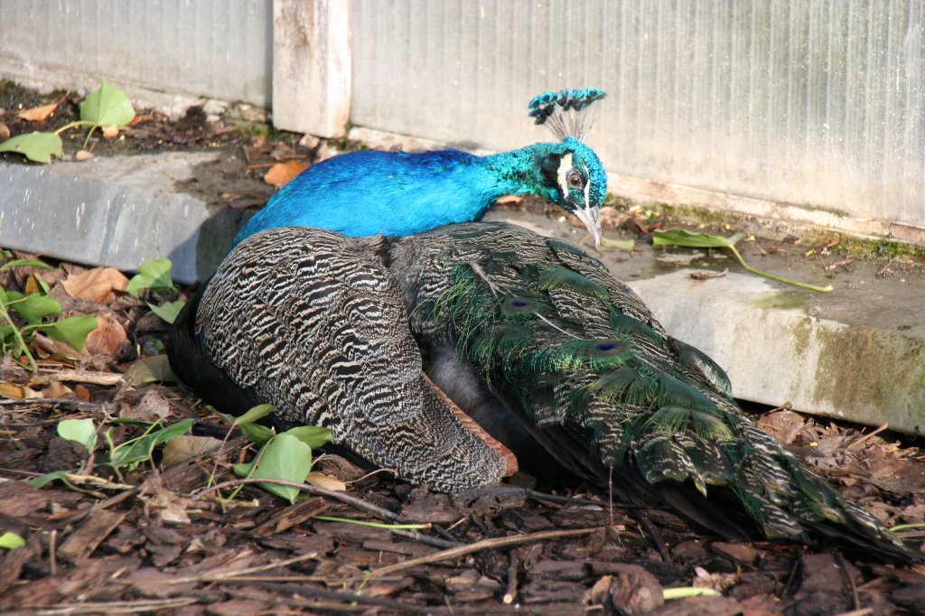Eine Pfau hat sich ein wingeschtztes sonniges Pltzchen gesucht. 7.12.2009 im Zoo Dresden. 
