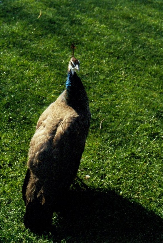 Eine Pfauenhenne im Keukenhof in den Niederlanden (1991)