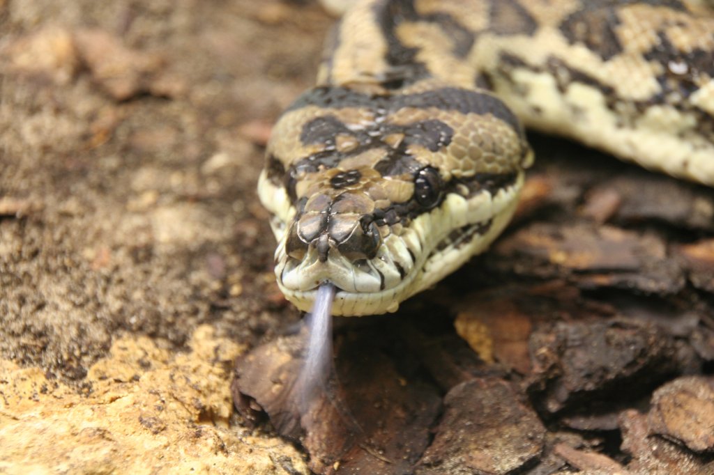 Eine Rautenpython oder Nordwestlicher Teppichpython (Morelia spilota variegata) beim Zngeln. Tierpark Berlin am 9.1.2010.