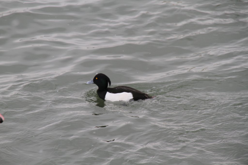 Eine Reiherente (Aythya fuligula) am 12.2.2010 am Rhein bei Altenheim.