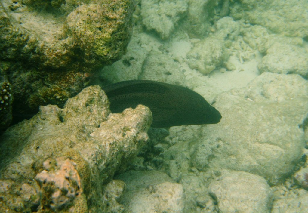 Eine Riesenmorne schaut aus sicherer Enfernung aus ihrer Hhle. Hausriff von Sun-Island, Malediven.