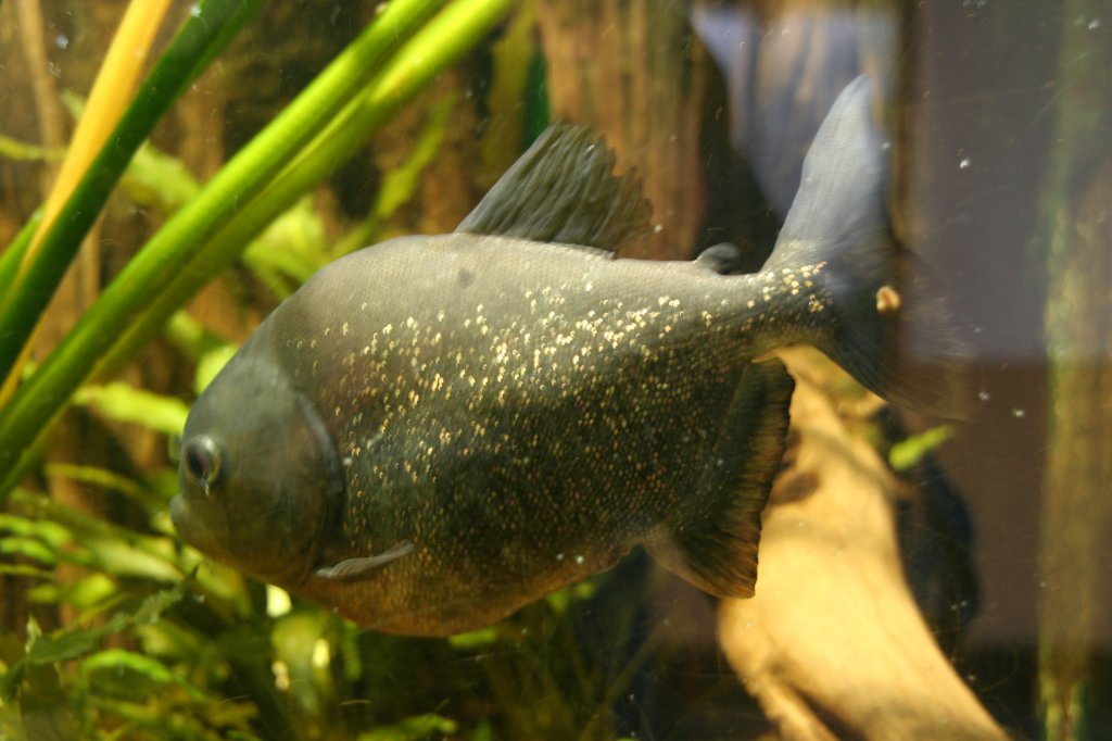 Eine Roter Piranha (Pygocentrus nattereri) 
am 7.12.2009 im Zoo Dresden. 
