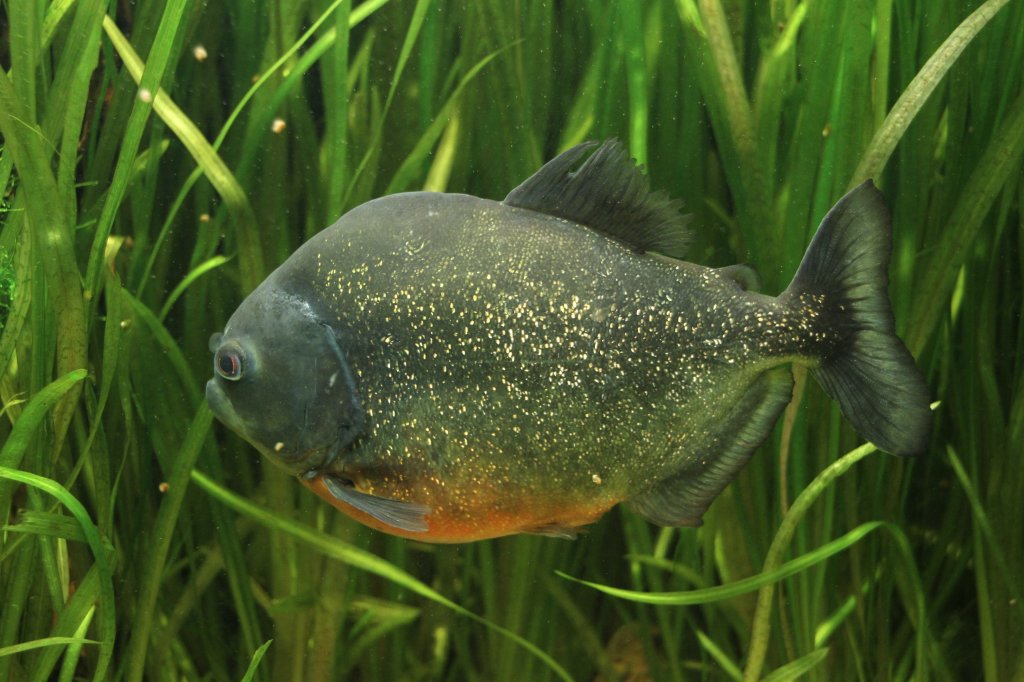 Eine Roter Piranha (Pygocentrus nattereri) am 9.2.2010 im Vivarium in Karlsruhe.