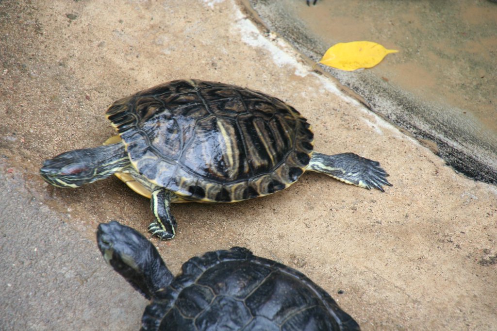 Eine Rotwangen-Schmuckschildkrte (Trachemys scripta elegans) klettert aus dem Wasser. Tierpark Berlin am 9.1.2010.