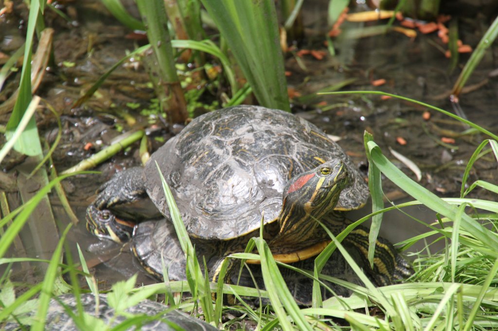 Eine Rotwangen-Schmuckschildkrte (Trachemys scripta elegans) hat sich auf einer Gelbwangen-Schmuckschildkrte (Trachemys scripta scripta) bequem gemacht. Leintalzoo in Schwaigern am 22.6.2010.