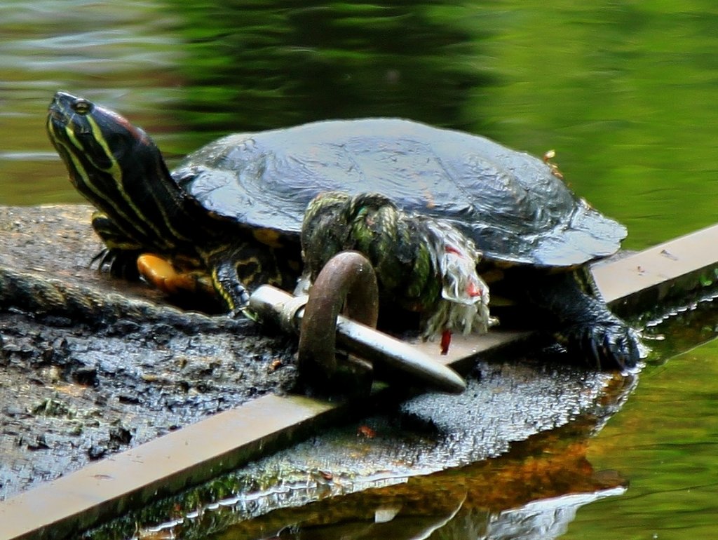Eine Rotwangenschildkröte sonnt sich am 08.05.2012 an einem Teich hinter dem Aachener Klinikum.