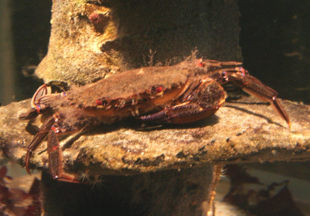 Eine Samtkrabbe (Portunus puber) aus der Familie der Schwimmkrabben liegt auf einem Stein auf Lauer nach Beute. Sea Life Berlin am 10.1.2010.