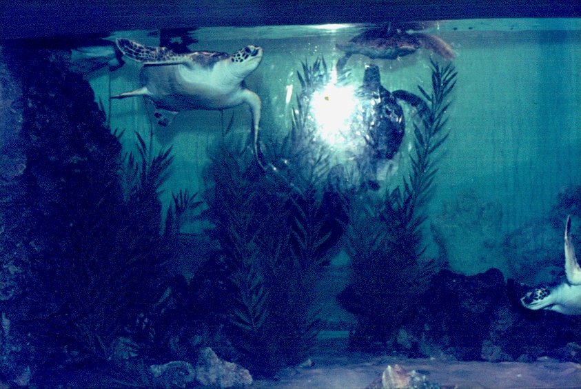 Eine Schildkrte im Seaquarium in Miami im April 1975