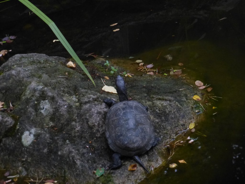 Eine Schildkröte wurde hier im Nürnberger Tierpark fotografiert, 29.07.2013.