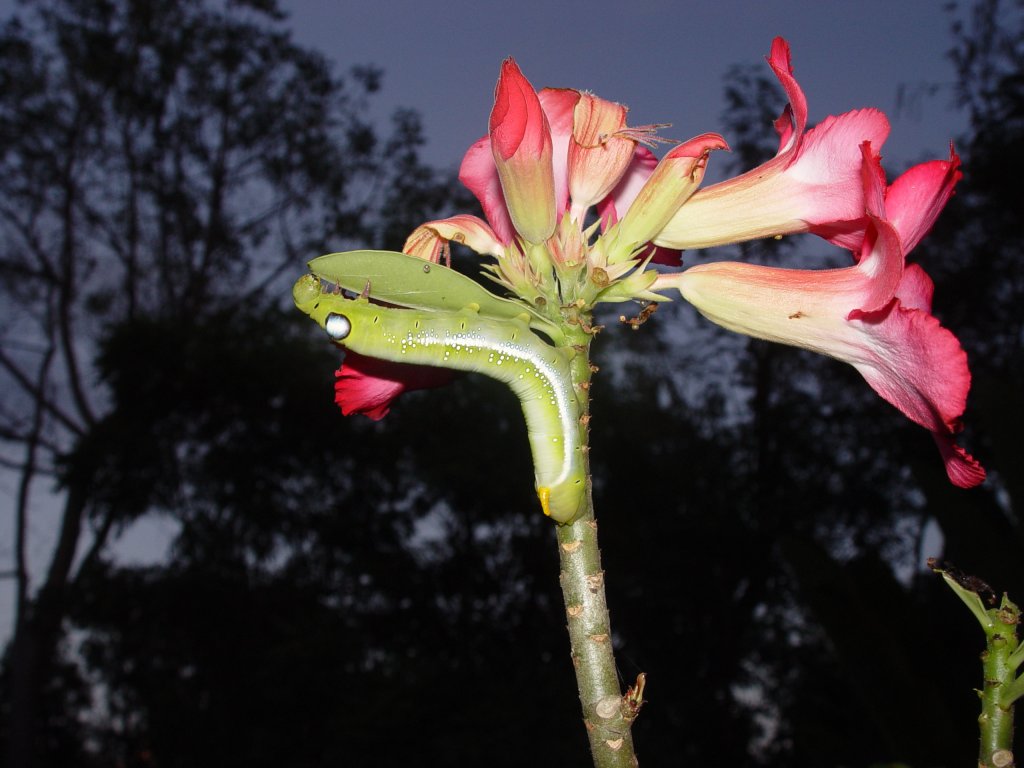Eine Schmetterlingsraupe frass sich am 15.12.2010 an einer meiner Pflanzen in meinem Garten hier in Thailand satt. Beeindruckend sind die groen Augen. Was mich berraschte, war, wie schnell sie ein Blatt verspeiste