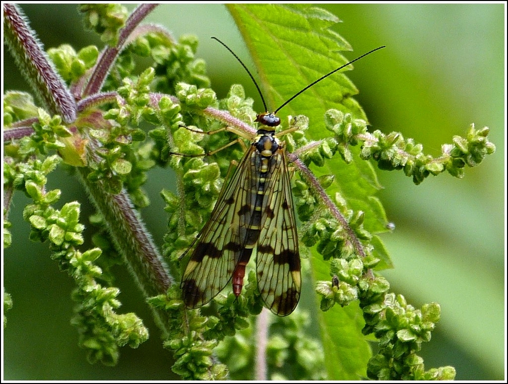 Eine Schnabelfliege (Mecoptera) macht an einer Brennnessel eine kurze Rast. 20.07.2012  (Hans)