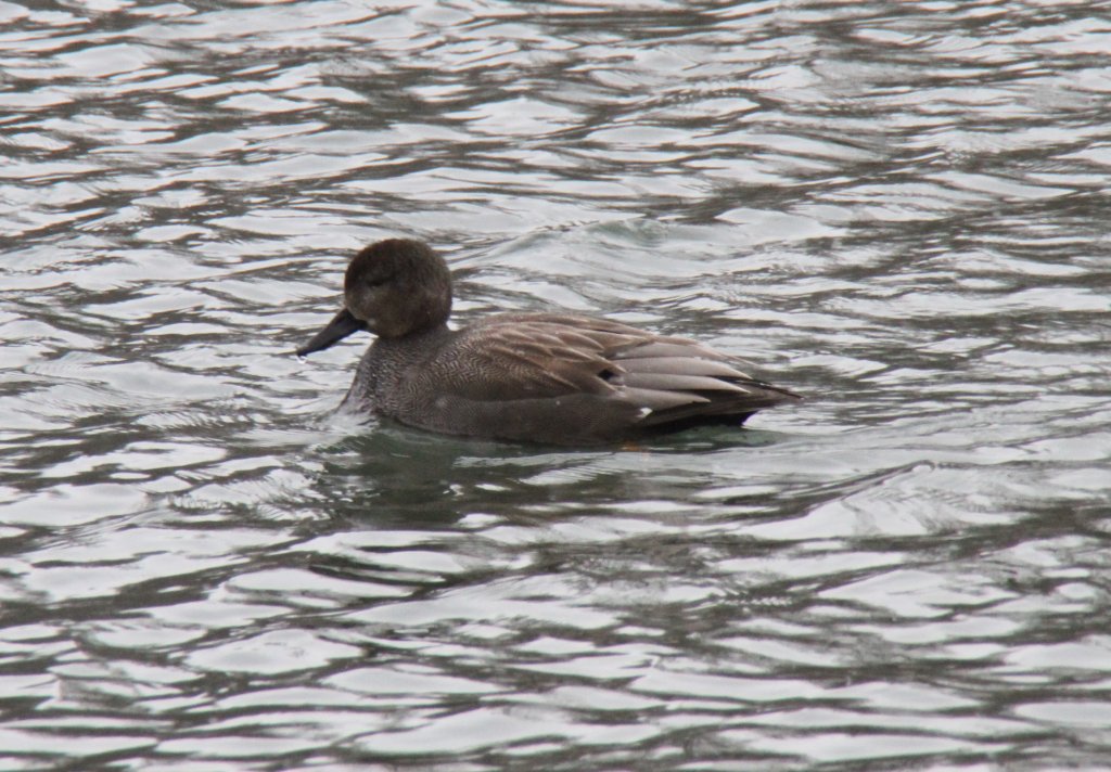 Eine Schnatterente (Anas strepera) am 12.2.2010 am Rhein bei Altenheim.
