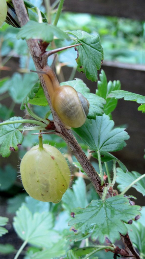 Eine Schnecke bahnt sich ihren Weg neben einer reifen Stachelbeere vorbei hinauf an die Spitze des Stachelbeerstrauches.(6.7.2012)