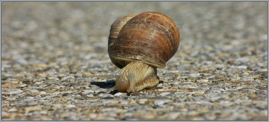 Eine Schnecke beim Sonntagsbumel.
(30.06.2013)