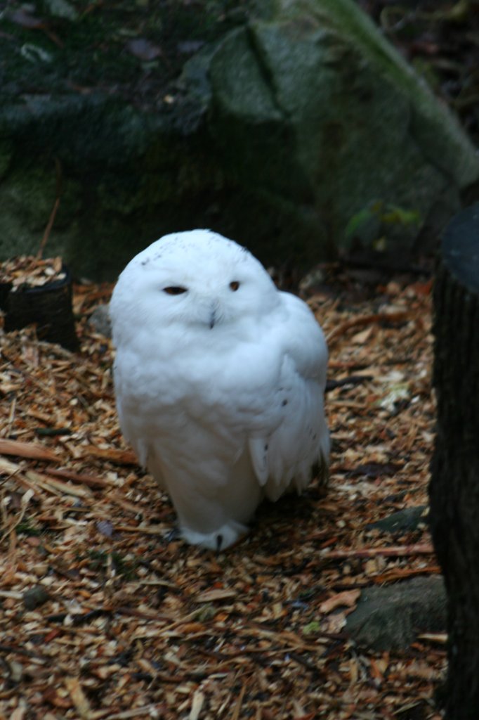 Eine Schnee-Eule (Bubo scandiacus) im Winterkleid. Skansen 13.12.2008.