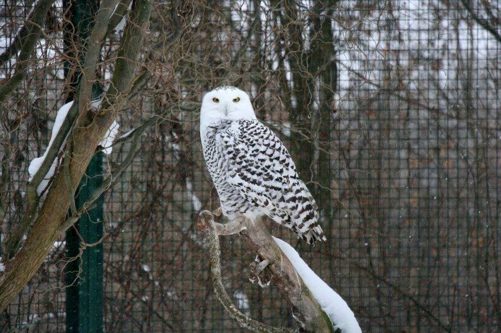 Eine Schneeeule (Bubo scandiacus) auf Aussichtsposten am 9.1.2010 im Tierpark Berlin.
 
