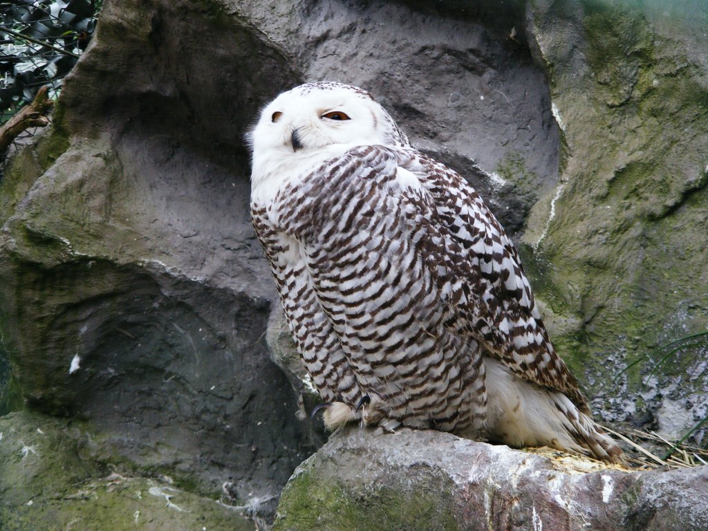 Eine Schneeule im Gelsenkirchener Zoo am 2. Mai 2010.