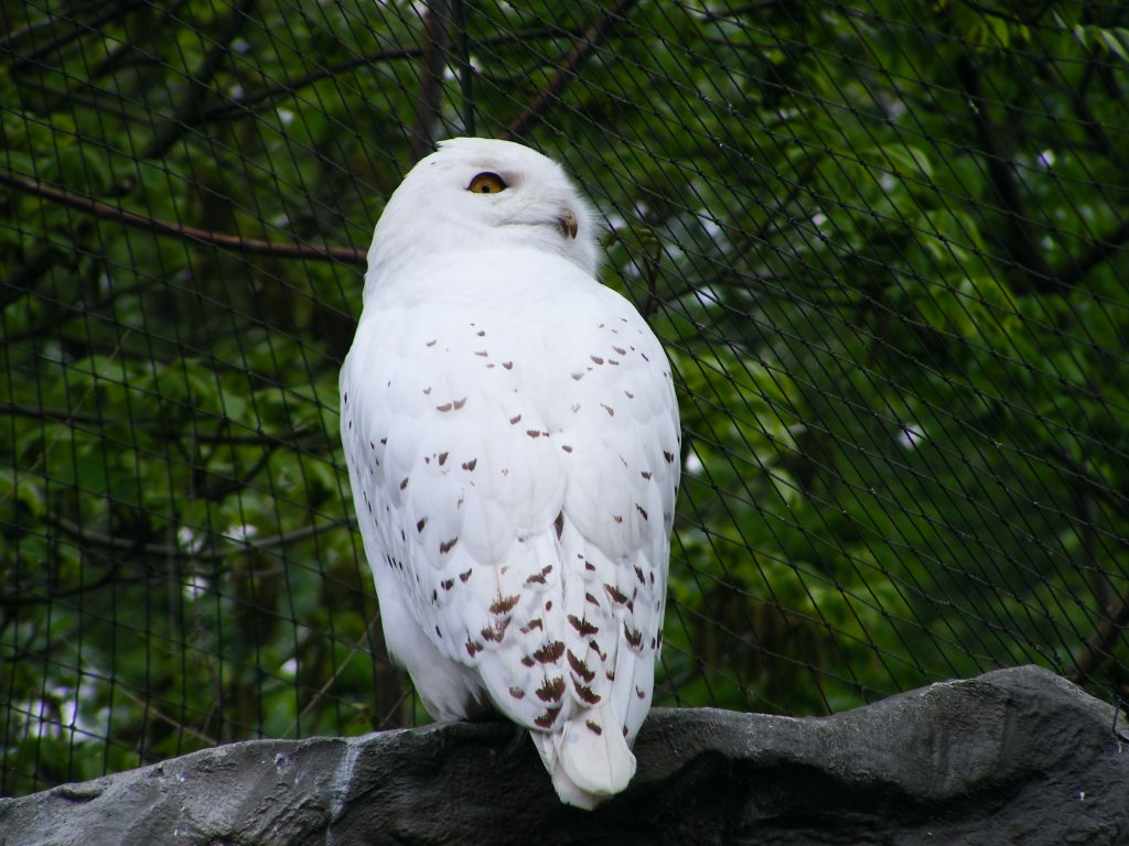 Eine Schneeule im Gelsenkirchener Zoo am 2. Mai 2010.