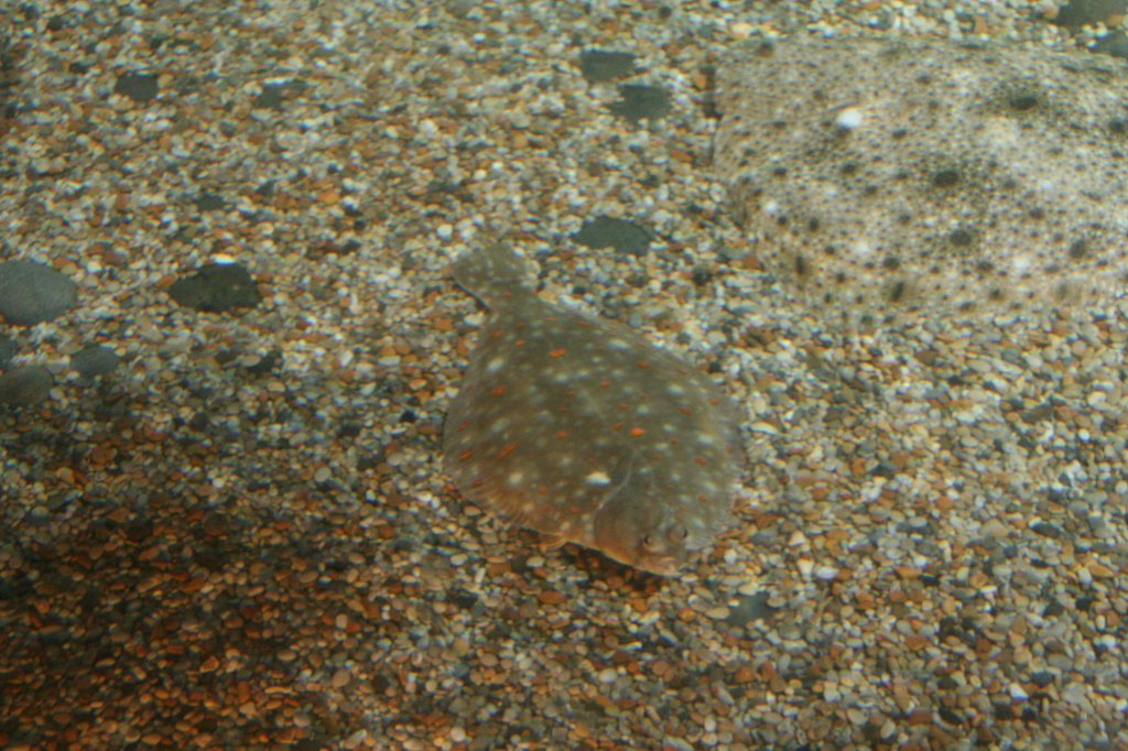 Eine Scholle oder der Goldbutt (Pleuronectes platessa) schwimmt ber den Kiesboden. Sea Life Berlin am 10.1.2010.