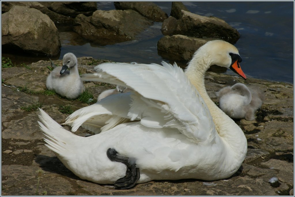 Eine Schwanenfamilie geniesst die Wrme der Sonne.
(14.06.2013)