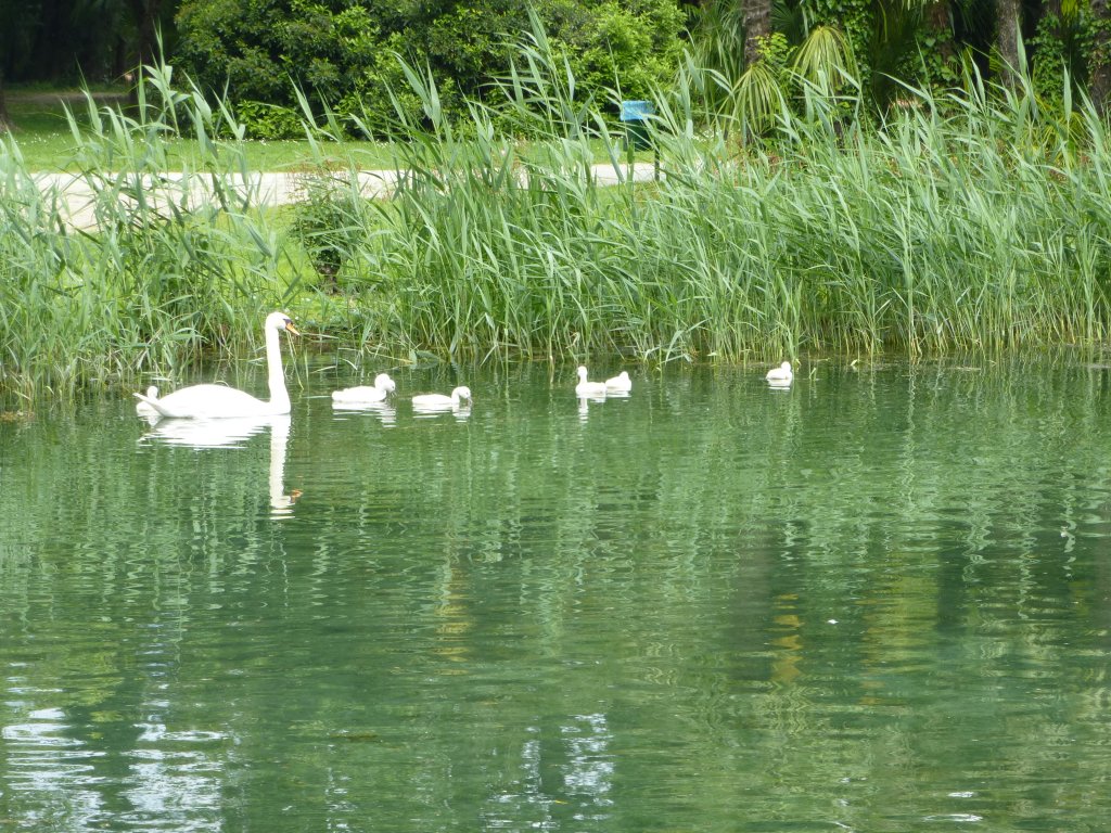 Eine Schwanenfamilie in Riva del Garda, 28.05.13.