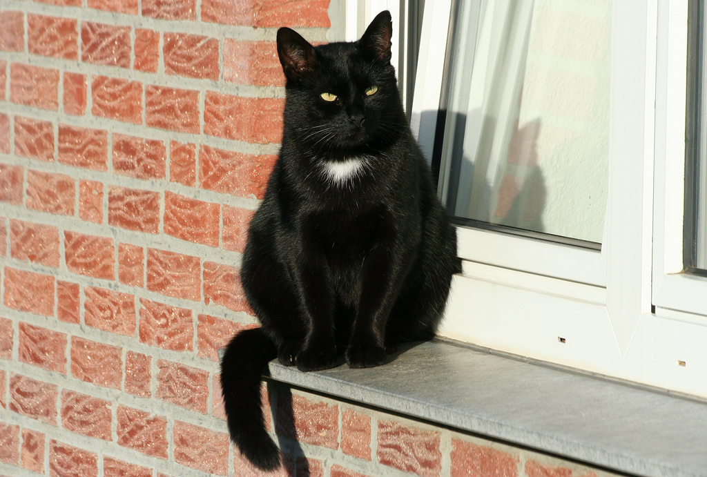 Eine schwarze Katze geniesst den Sonnenaufgang von der Fensterbank