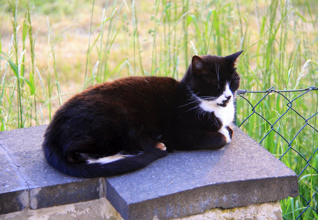 Eine Schwarze Katze sitzt auf der Mauer in Kohlscheid-Bank in der Abendsonne am 30.5.2012.