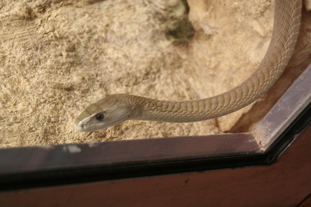 Eine Schwarze Mamba (Dendroaspis polylepis) durchstreift das Terrarium. Tierpark Berlin am 13.12.2009.