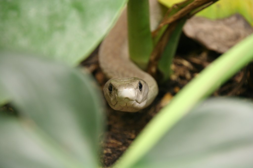 Eine Schwarze Mamba (Dendroaspis polylepis) schleicht sich durch das Gebsch. Tierpark Berlin am 9.1.2010.