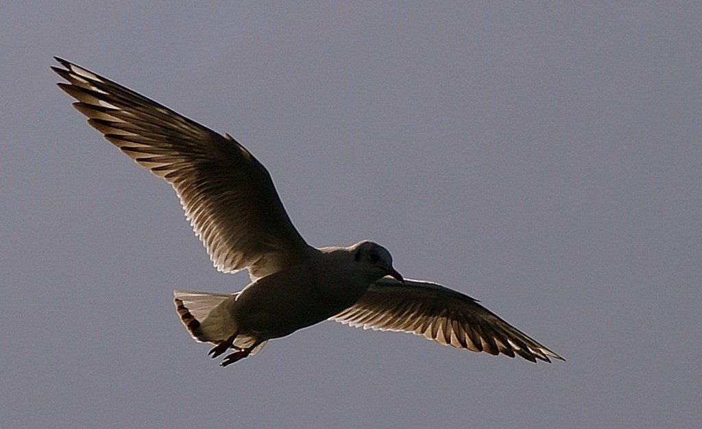 Eine Seemwe im Flug.
(Januar 2009)