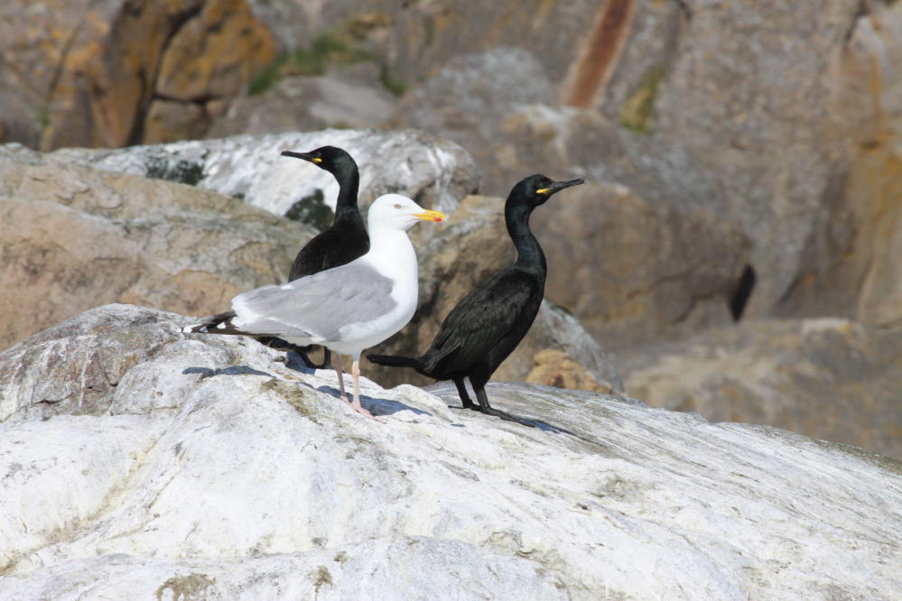 Eine Silbermwe steht neben einigen Krhenscharben auf der Insel Anda; 01.07.2013