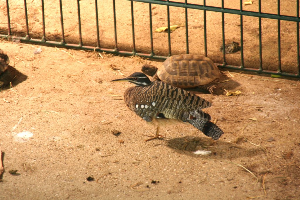 Eine Sonneralle (Eurypyga helias) besucht die Landschildkrten. Tierpark Berlin am 13.12.2009.