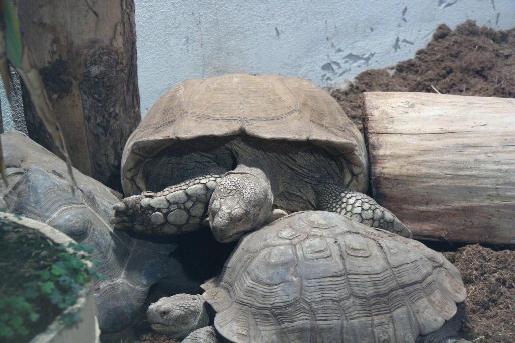 Eine Spornschildkrte (Geochelone sulcata) klettert auf 2 Aldabra-Riesenschildkrten (Aldabrachelys gigantea) herum. Tierpark Berlin am 13.12.2009.