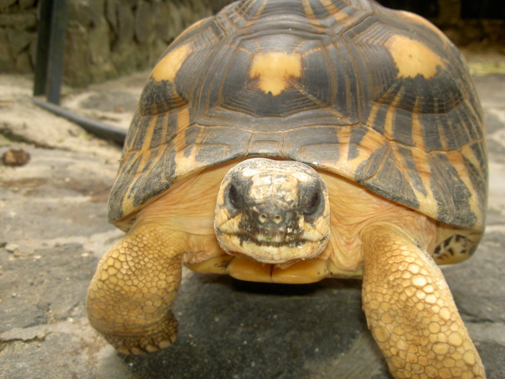 Eine Strahlenschildkrte (Astrochelys radiata), welche in Madagaskar heimisch ist, stellt sich unerschrocken dem Fotografen. La Vanille Rserve des Mascareignes auf Mauritius.