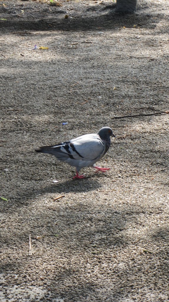 Eine Straentaube (Columba livia forma domestica) in Trier am 5.8.2012.