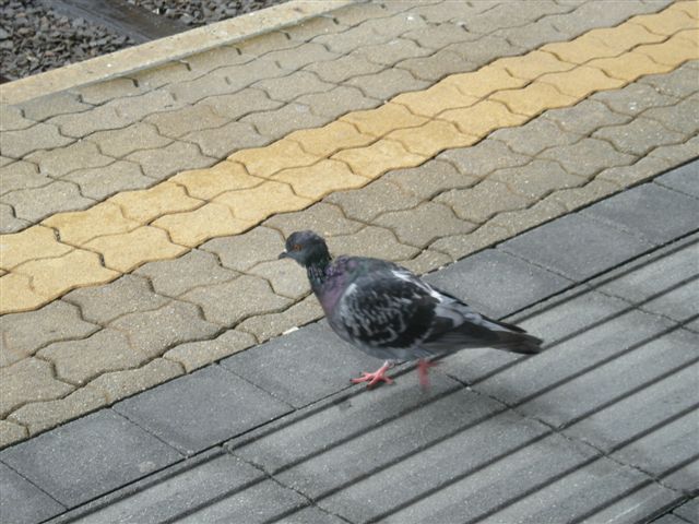 Eine Taube auf der Futtersuche im Innsbrucker Hauptbahnhof am 8.8.2011