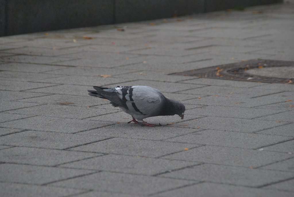 Eine Taube beim picken in Lehrte. Foto vom 02.10.2010