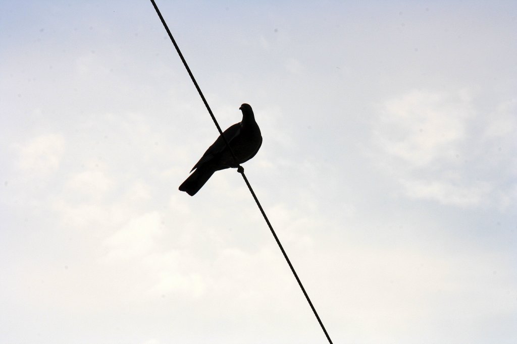 Eine Taube sitzt auf einer Oberleitung in Aachen-West bei Sonnenschein am 19.6.2012.