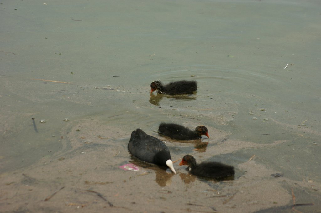Eine Tauchhuhnfamilie auf der Suche nach Nahrung
(14.06.2010)
