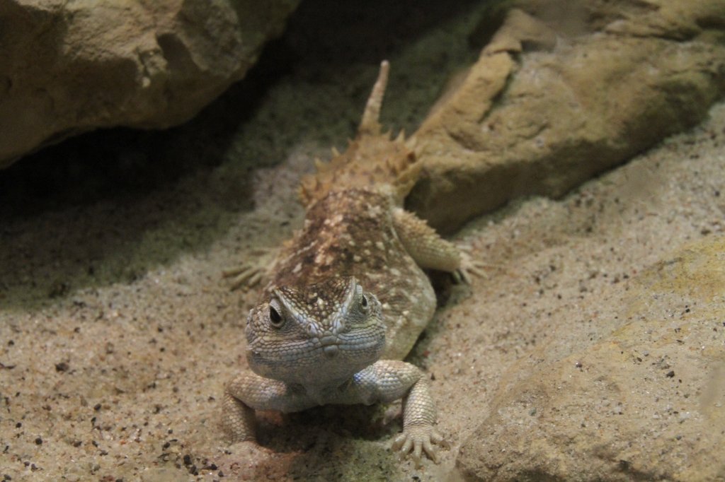 Eine Taylors Stachelschwanzagame (Xenagama taylori) am 9.2.2010 im Vivarium Karlsruhe.