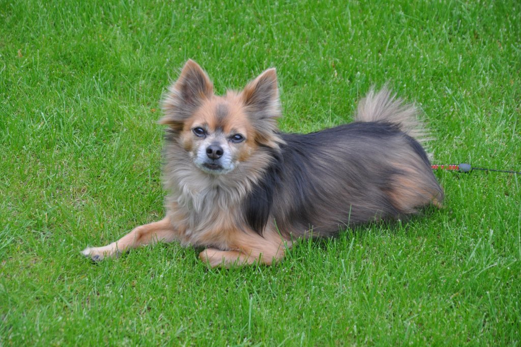 eine Terrier-Mischung namens Paul im Garten (RHEINE, Kreis Steinfurt/Deutschland, 04.05.2011) 