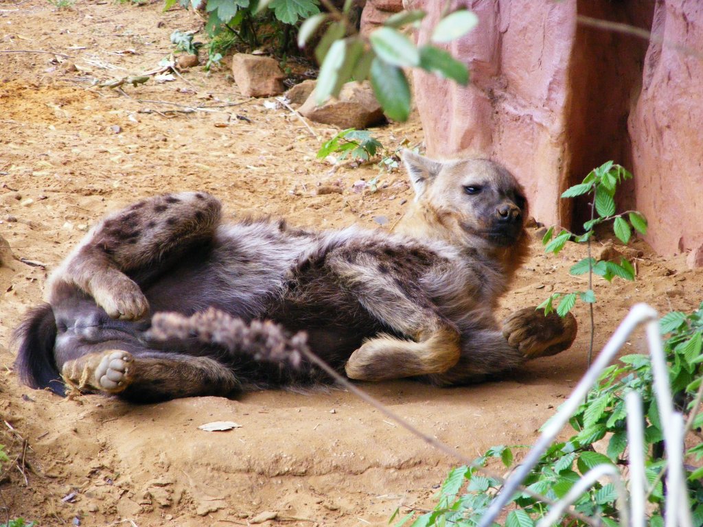 Eine Tpfel-Hyne im Gelsenkirchener Zoo am 2. Mai 2010.
Die Tpfel-Hyne ist die grte der vier Hynenarten. Im Gegensatz zu Streifenhynen und Erdwlfen haben Tpfel-Hynen runde behaarte Ohrmuscheln. Neugeborene sind noch einheitlich schwarz gefrbt; erst im Alter von ca. zwei Monaten ndert sich die Grundfarbe. Eine Eigenart der Tiere ist die hnlichkeit der ueren Geschlechtsmerkmale von Weibchen und Mnnchen, die eine Unterscheidung der Geschlechter fast unmglich macht. Tpfel-Hynen leben in groen Rudeln, die bis zu hundert Individuen umfassen knnen. Diese werden von einem dominanten Weibchen angefhrt.
