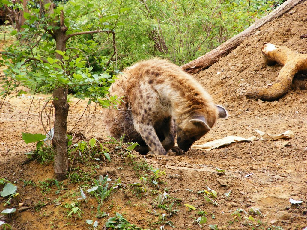 Eine Tüpfel-Hyäne im Gelsenkirchener Zoo am 2. Mai 2010.