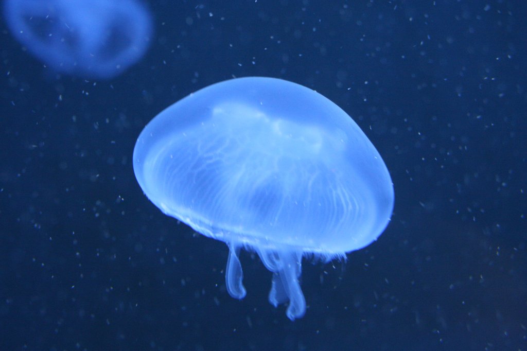 EIne in unseren Breiten bekannte Quallenart ist die Ohrenqualle (Aurelia aurita). Aufgenommen am 12.12.2009 im Zoo-Aquarium Berlin.