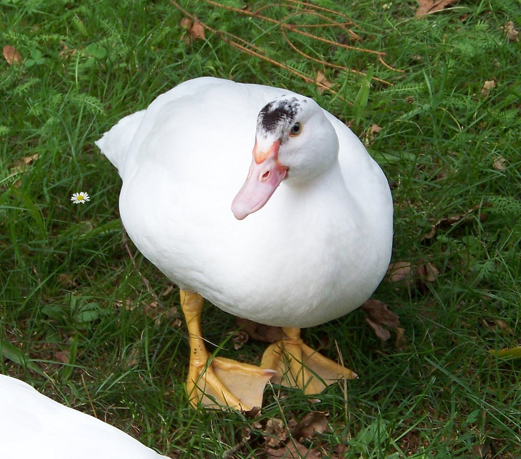 Eine von vielen Enten die durch den Filmtierpark Eschede watscheln. (31.07.10)